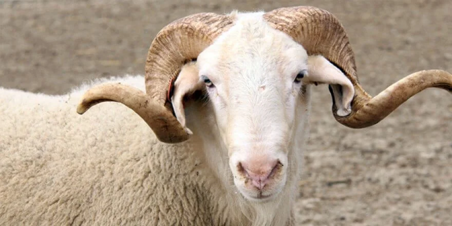 Online Adaklık Kurban | Akika Kurbanı | Şükür Kurbanı | Afyon Adaklık Kurban